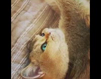 Brown cat green eyes frozen stays still