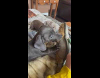 Two puppies play and bites toy on bed