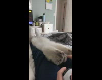 Cat sleeps on back black leggings controller