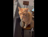 Orange Cat on stool debriefing to hooman 