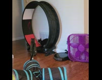 2 cats run inside wheel 