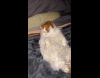 Big cat laying in bed on back 