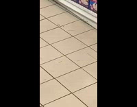 Pigeon on supermarket floor picks up spaghetti and flies