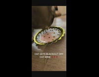 Cat falls over licking plate of wine 