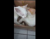 Cat licks other cat ears inside box