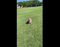 Lady throws frisbee bulldog misses it fail