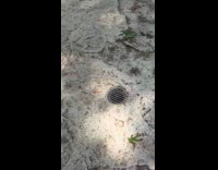 Collab Clips MPUGC - Man breaks diving board and falls in pool 