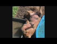 Pet pig lie down and got stuck between two tub