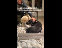 Puppy annoying older dog 