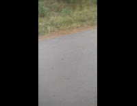 Small insect dangles from a tall tree