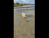 Dog wary of rocks on shore 