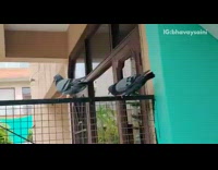 Two pigeon birds fight on black gate 