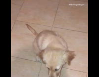 puppy barks on command to song tile 