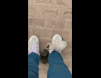 Two cats between legsa nd foot of owner