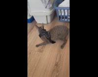 Cat try new harness and takes video inside the bedroom