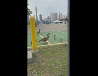 Two adult swans walking with a bunch of baby swans