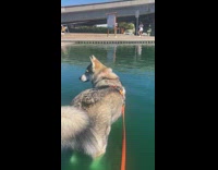 Girl white shorts dance husky dog water