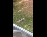 Raccoon laying on back in grass in backyard