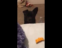 Black puppy stand to reach treat bed