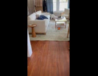 Dog excited after successful hamper heist 