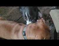 Dog nibbles on brown dog wearing blue collar 