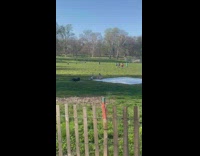 2 people sumo wrestle 