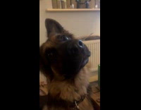 Dog tilts head when asked about food