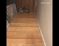 Dog walks down stairs various toys crate