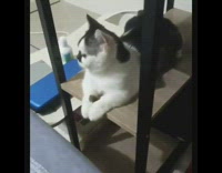 (3RD PARTY CONTENT) Black white cat doesnt know high five 