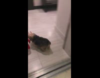 Small dog walks out elevator with toy
