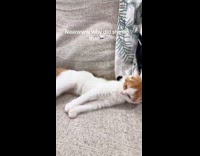 Cat shaking big stretch