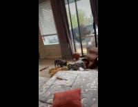 Dog bites pull kid foot from fence