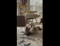 Kitten plays with toy wand stick with owner 