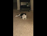 Black white cat stares at camera