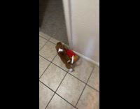 Puppy bites toy to pull while walking