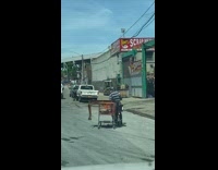 Man on bicycle transports table on shopping cart pt. 2
