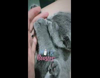 Grey cat sucks on finger and kneads hand 