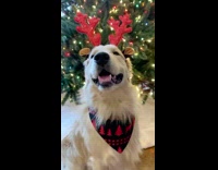 Dog wears red reindeer antler christmas headband 