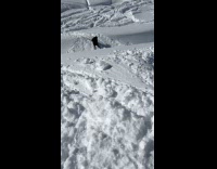 Woman skis on deep snow falls down