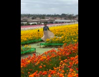 Collab IITW - Woman in brown skirt dress dances at the flower field