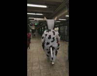 Person walks around subway in cow costume 