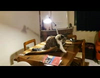 Cat yellow striped placemat cloth laptop fail 