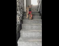 Slowmo Great Dane Walks Down Stairs Red Toy