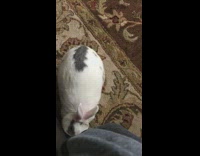 White bunny turn over on brown carpet