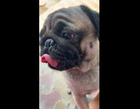 Collab PLC - Owner feed pug with creamy treats packet