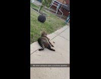 Collab KaleSaladIG - Cat gets up and stares at bird and camera