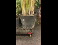 Guy on subway with giant plants on a trolley 
