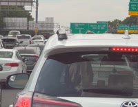 Mouse crawling on car roof 