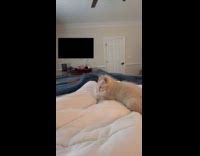 Gray kitten play on lap white blanket