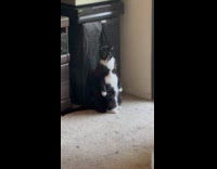 Cat standing upright 